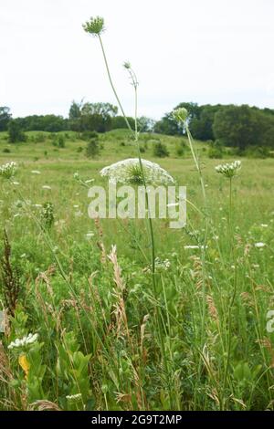 Aztalan State Park, Lake Mills Wisconsin. Stockfoto