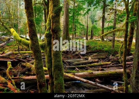 Ein Außenbild eines Regenwaldes im pazifischen Nordwesten Stockfoto