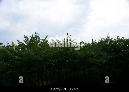 Aztalan State Park, Lake Mills Wisconsin. Stockfoto