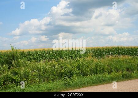 Maisfeld im Westen von Wisconsin. Stockfoto