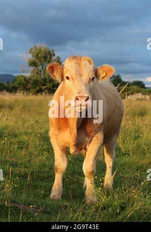 Rinder: Charolais brüten im Sommer auf Ackerland im ländlichen Irland Stockfoto