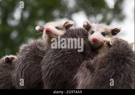 Zwei Virginia opossum Joeys (Didelphis virginiana) blicken über den Rücken von Geschwistern Sommer - Gefangene Tiere Stockfoto