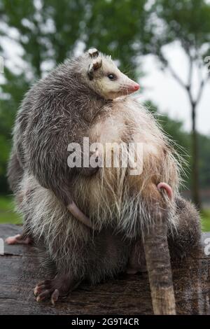 Virginia opossum Joeys (Didelphis virginiana) klammert sich an Mütter im hinteren Sommer - Gefangene Tiere Stockfoto