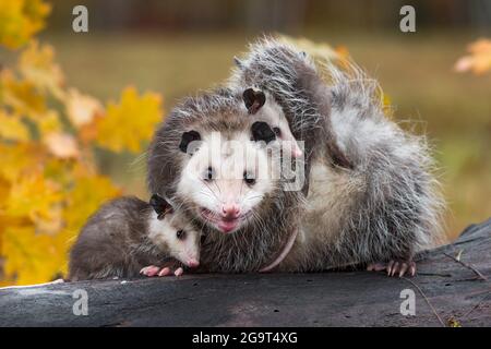 Virginia opossum (Didelphis virginiana) Joeys Huddle on and under Mother on Log Autumn - Captive Animals Stockfoto