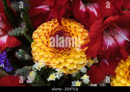 Wunderschöne Aufnahme einer gelben und roten Dahlia-Blume, umgeben von Pflanzen und anderen Blumen Stockfoto
