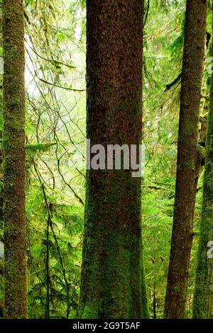 Ein Außenbild eines Regenwaldes im pazifischen Nordwesten Stockfoto