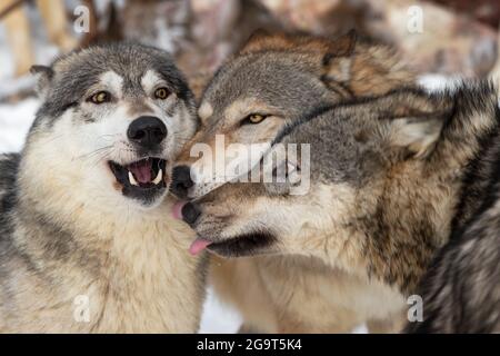 Graue Wölfe (Canis lupus) drei Köpfe zusammen Winter - Gefangene Tiere Stockfoto