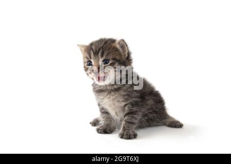 Nettes Baby neugeborenes tabby Kätzchen weinend und isoliert auf weißem Hintergrund Stockfoto