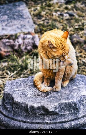 Eine Katze sitzt auf klassischen römischen Ruinen in Rom Stockfoto