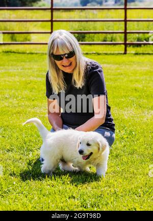Frau auf Gras spielt mit sechs Wochen alten Platinum oder Cream Colored Golden Retriever Welpen. Stockfoto