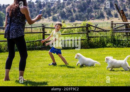 Frau, die ein iPhone-Foto von einem jungen Jungen macht, der mit sechs Wochen alten Platinum- oder cremefarbenen Golden Retriever-Welpen auf Gras spielt. Stockfoto