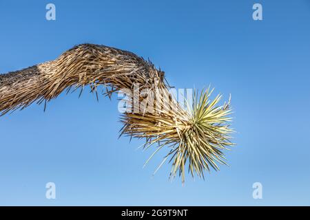 Einzelzweig eines Joshua-Baumes im Joshua Tree National Park, Kalifornien Stockfoto