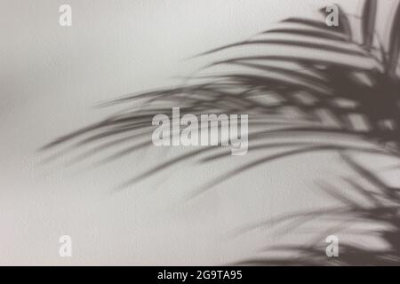 Die Palme hinterlässt Schatten an der weißen Wand. Abstrakter Natur Hintergrund. Stockfoto
