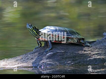 Eine im Osten gemalte Schildkröte untersucht ihre Umgebung am Dave Lake im Price County im Norden von Wisconsin. Stockfoto