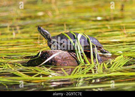 Eine gemalte Schildkröte sitzt auf einem Baumstamm zwischen Wasserschildkröten am Dave Lake im nördlichen Wisconsin Price County. Stockfoto