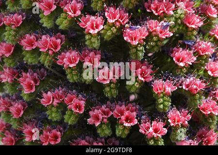 Nahaufnahme des ungewöhnlichen Blütenstands von Echium wildpretii, auch bekannt als Tajinaste rojo Blume, endemischer zweijähriger Pflanze, die in großer Höhe wächst Stockfoto