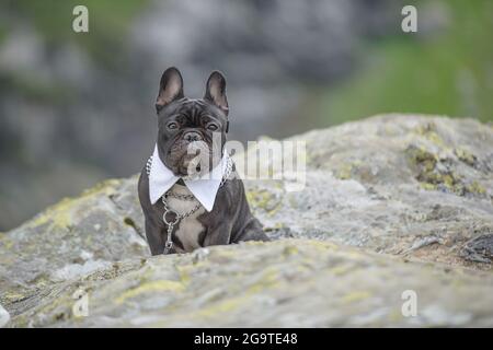 Porträt eines schönen, eleganten erwachsenen Hundes der Moorrasse mit weißem Hemdkragen, sitzend auf einem großen Felsen, bewachend und geradeaus blickend Stockfoto