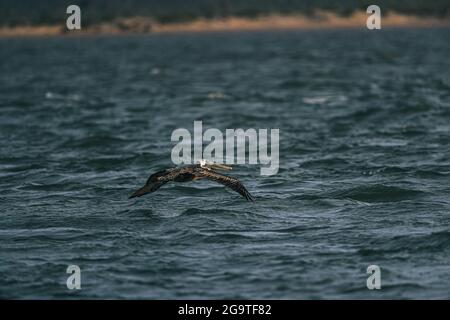 Ein brauner Pelikan oder grauer Pelikan, Pelecanus occidentalis, brauner Pelikan, fliegt in der La Cruz Mündung in Kino viejo, Sonora, Mexiko. (Foto: Luis Gutie Stockfoto