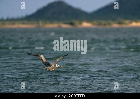 Ein brauner Pelikan oder grauer Pelikan, Pelecanus occidentalis, brauner Pelikan, fliegt in der La Cruz Mündung in Kino viejo, Sonora, Mexiko. (Foto: Luis Gutie Stockfoto