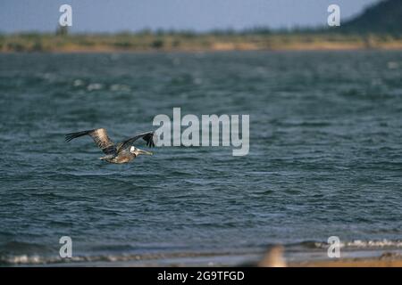 Ein brauner Pelikan oder grauer Pelikan, Pelecanus occidentalis, brauner Pelikan, fliegt in der La Cruz Mündung in Kino viejo, Sonora, Mexiko. (Foto: Luis Gutie Stockfoto