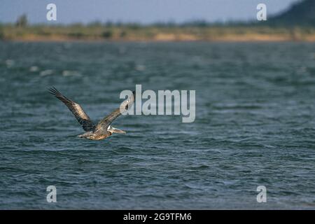 Ein brauner Pelikan oder grauer Pelikan, Pelecanus occidentalis, brauner Pelikan, fliegt in der La Cruz Mündung in Kino viejo, Sonora, Mexiko. (Foto: Luis Gutie Stockfoto