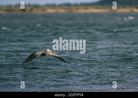 Ein brauner Pelikan oder grauer Pelikan, Pelecanus occidentalis, brauner Pelikan, fliegt in der La Cruz Mündung in Kino viejo, Sonora, Mexiko. (Foto: Luis Gutie Stockfoto