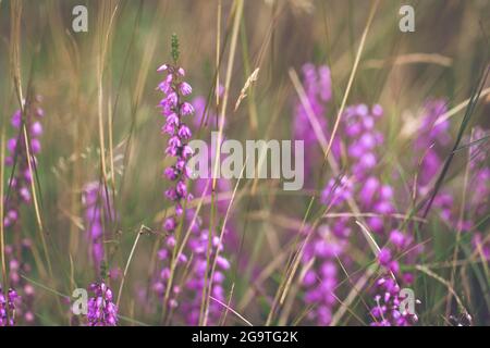 Wunderschöne Heideblumen. Geringe Schärfentiefe. Weichfokus. Stockfoto