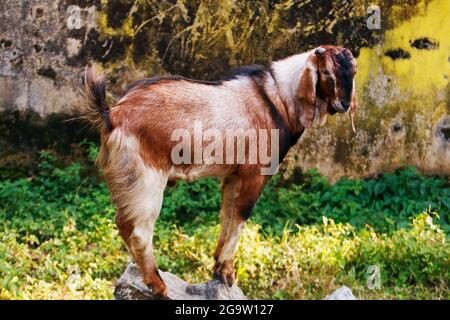Starke und gesunde indische männliche Ziege auf einem Felsen Stockfoto