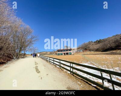 Daegwallyeong Yangtte Farm, Gangwon-do in Südkorea. Füttern Sie die Schafe, die auf der Farm im Überfluss Stockfoto