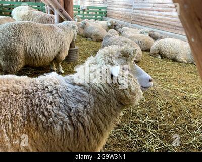 Daegwallyeong Yangtte Farm, Gangwon-do in Südkorea. Füttern Sie die Schafe, die auf der Farm im Überfluss Stockfoto