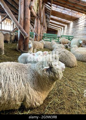 Daegwallyeong Yangtte Farm, Gangwon-do in Südkorea. Füttern Sie die Schafe, die auf der Farm im Überfluss Stockfoto