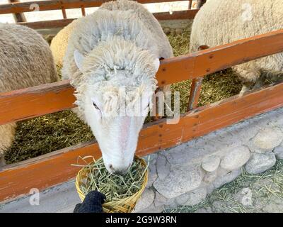 Daegwallyeong Yangtte Farm, Gangwon-do in Südkorea. Füttern Sie die Schafe, die auf der Farm im Überfluss Stockfoto