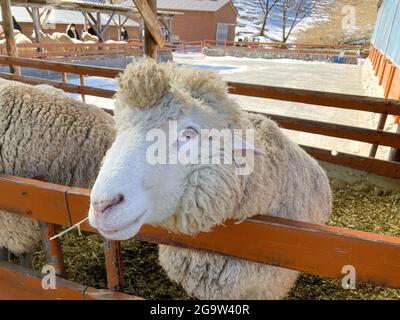 Daegwallyeong Yangtte Farm, Gangwon-do in Südkorea. Füttern Sie die Schafe, die auf der Farm im Überfluss Stockfoto