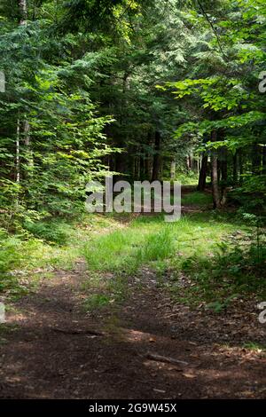 Der Blick auf eine kurvenreiche Sommerstraße durch ein Waldgebiet. Stockfoto