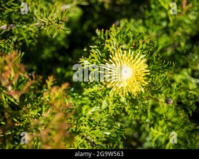 Breitblättrige Trommelstachelblume (Isopogon anemonifolius), Royal National Park, Sydney, New South Wales Stockfoto