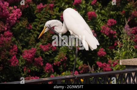 St. Louis, Usa. Juli 2021. Ein Reiher kratzt sich am Dienstag, dem 27. Juli 2021, auf einer Schiene im Forest Park in St. Louis am Kopf. Foto von Bill Greenblatt/UPI Credit: UPI/Alamy Live News Stockfoto