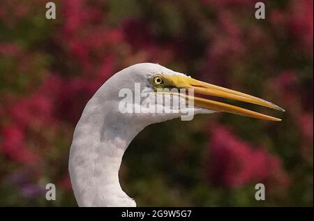 St. Louis, Usa. Juli 2021. Ein Reiher sucht am Dienstag, den 27. Juli 2021, im Forest Park in St. Louis nach Nahrung. Foto von Bill Greenblatt/UPI Credit: UPI/Alamy Live News Stockfoto