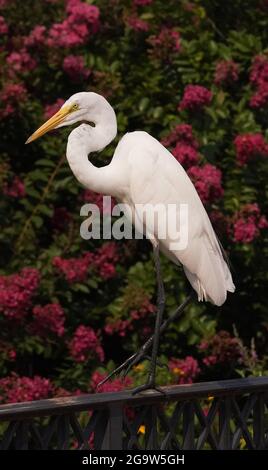 St. Louis, Usa. Juli 2021. Am Dienstag, den 27. Juli 2021, steht ein Reiher auf einer Schiene im Forest Park in St. Louis. Foto von Bill Greenblatt/UPI Credit: UPI/Alamy Live News Stockfoto