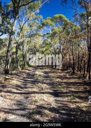 Feuerpfad auf dem Illawarra Escarpment südlich von Sydney, der auf der rechten Seite Schäden durch Buschfeuer zeigt. Stockfoto