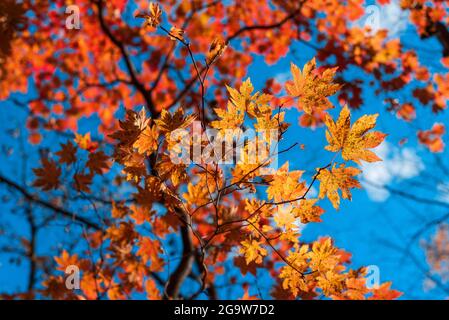 Ahorn Herbstblätter auf blauem Himmel Hintergrund Stockfoto