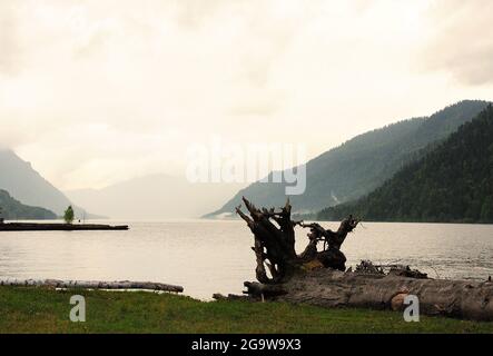 Der Stamm eines gefällten Baumes mit einer großen Wurzel liegt am Ufer eines Bergsees, umgeben von hohen Hügeln unter einem wolkigen Himmel. See Teletskoye, Altai Stockfoto