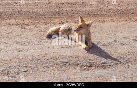 Der culpeo (Lycalopex culpaeus) oder südamerikanischer Andenfuchs, Nationalpark Torres del Paine, Patagonien, Chile. Stockfoto