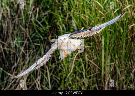 Dieser weiße Adler, der als Black Winged Kite oder Elanus caeruleus (wissenschaftlicher Name) bekannt ist, fliegt, um seine Beute mit hohen grünen Unkräutern als Hintergrund zu ergattern. Stockfoto