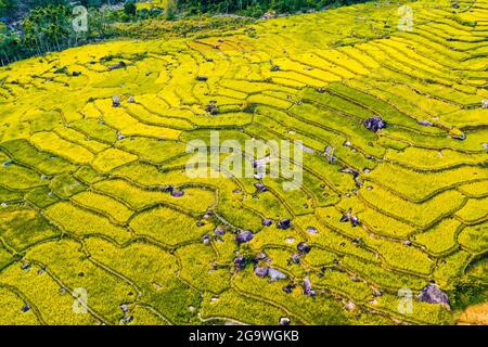 Schöne Reisterrasse in der Provinz Quang Ngai in Zentralvietnam Stockfoto