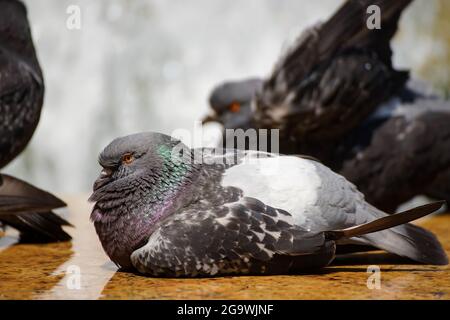 Bukarest, Rumänien - 13. Juli 2021: Die Tauben waschen und trinken Wasser aus einem Brunnen in Bukarest. Stockfoto