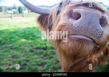 Die schottische Highland Cow sieht direkt in den Kamerabild und zeigt eine Nahaufnahme seiner Nase und seines Mundes Stockfoto