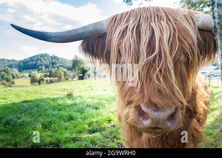 Scottish Highland Cow im Seitenrahmen des Bildes mit den saftig grünen Weiden im Hintergrund Stockfoto