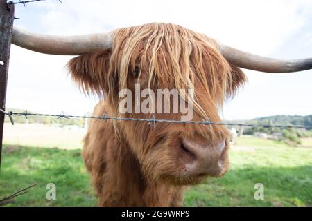 Scottish Highland Cow blickt hinter dem Stacheldrahtzaun durch seine Fransen auf die Kamera Stockfoto