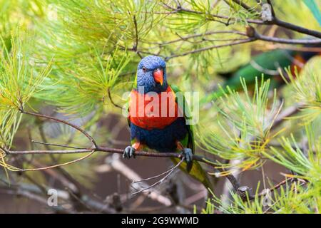 Farbenfrohe Lorikeets, die allein auf einem Zweig im tropischen Australien sitzen. Stockfoto