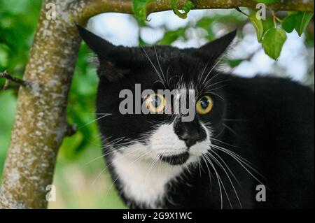 Schwarz-weiße Hauskatze, die im Baum sitzt und nach unten schaut Stockfoto